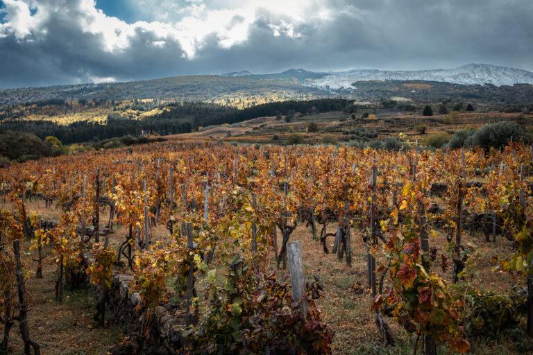 15_degustacja wina_etna