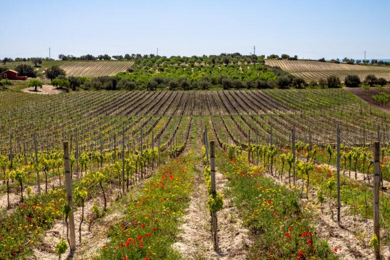 15_winnice_noto_sycylia